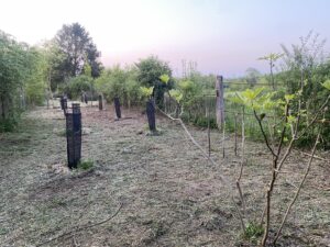 IMG_3042 web