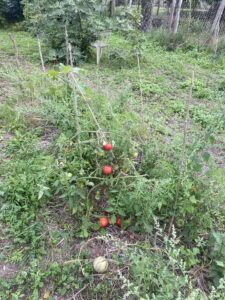 IMG_5452 web