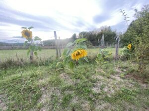 IMG_5464 web